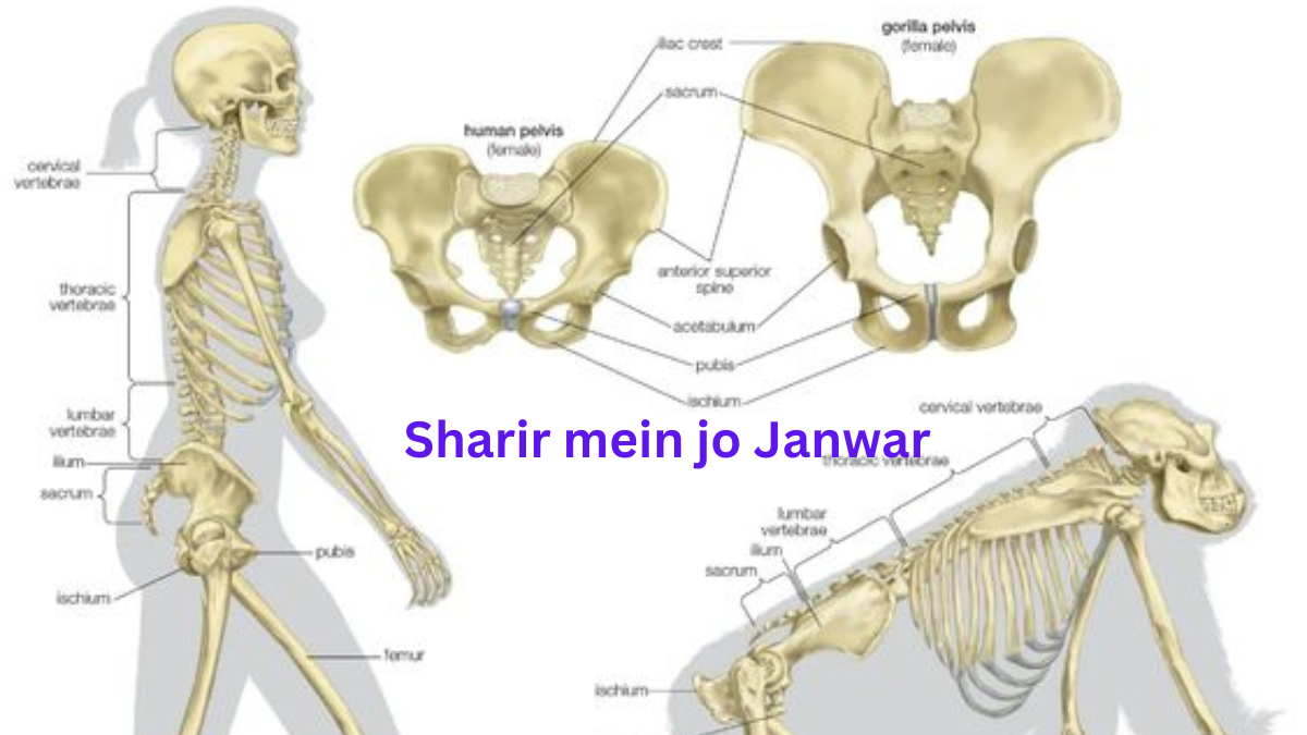 Sharir mein jo "janwar"